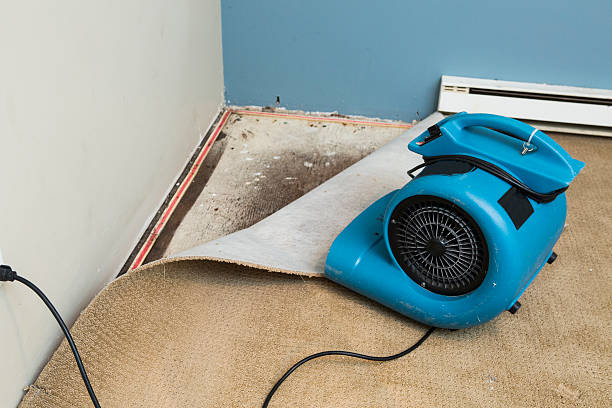 Best Professional water damage repair  in Winter Gardens, CA